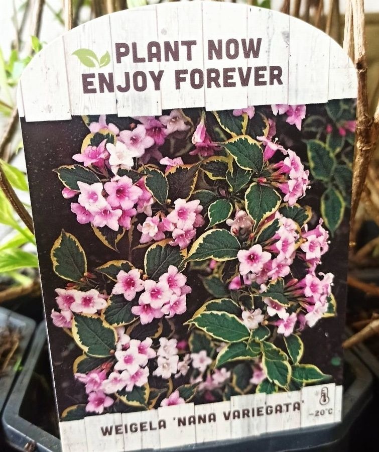 Venkovní keř - Weigela florida Nana Variegata - Vajgélie květnatá