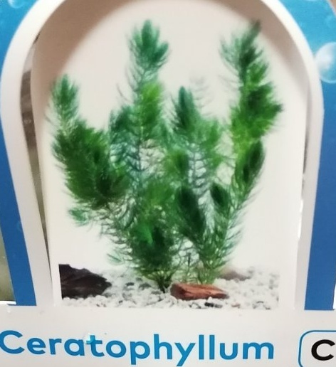 Vodní rostliny - Ceratophylum