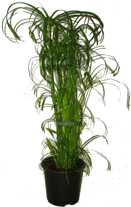 Vodní rostliny Cyperus alternifolius (Papyrus střídavolistý)