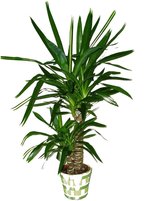 Yucca 2 kmeny 85 cm velký květináč