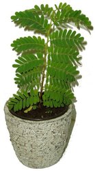 TAMARIND INDICKÝ – TAMARINDUS INDICA