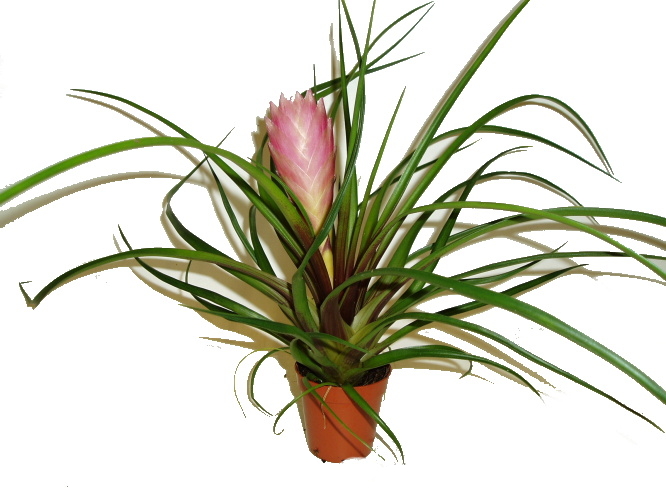 Tilandsia  