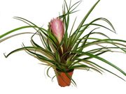 Tilandsia