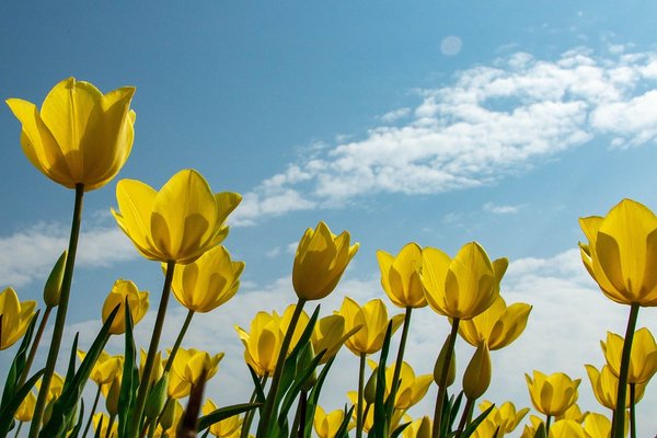 tulips 6897351 960 720