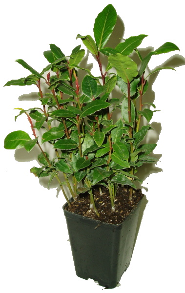 vavrin laurus nobilis minimalne 10 rostlin 1016 1038