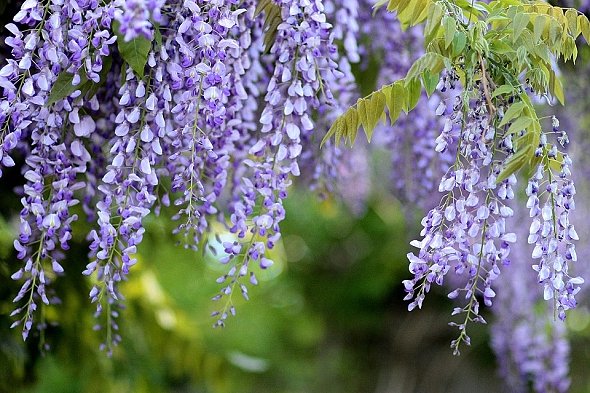 VISTÁRIE – WISTERIA SINENSIS