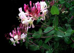 Zimolez - Lonicera 